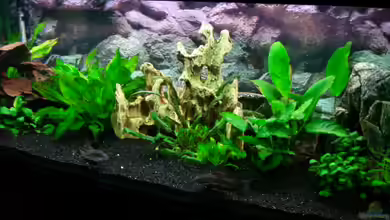 Becken 5686 von Dirk Linke