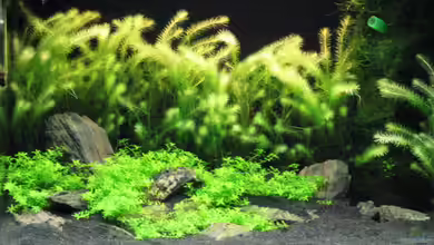 Becken 5723 von Gerd Zimmermann