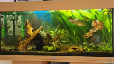 Becken 5734 von Denis Aschenbach