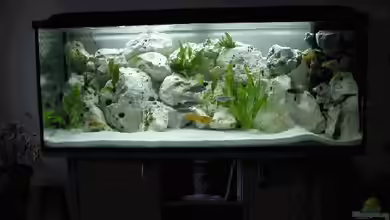 Becken 574 von Stefan Warmuth