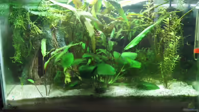 Becken 5742 von Kocki