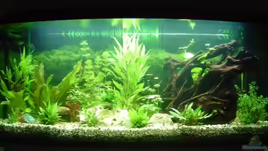 Becken 5754 von Michel Seifert