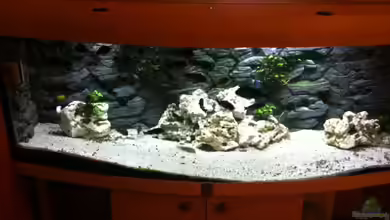 Becken 5806 von Oliver Rank