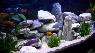 Becken 5827 von Roland Hofmann