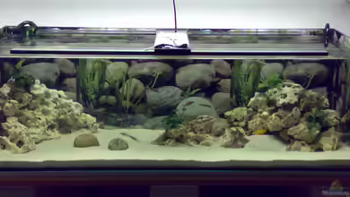 Becken 5831 von Carsten Stange