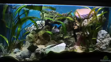 Becken 5895 von andi