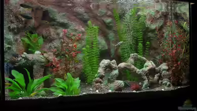 Becken 590 von Zoltan Bene