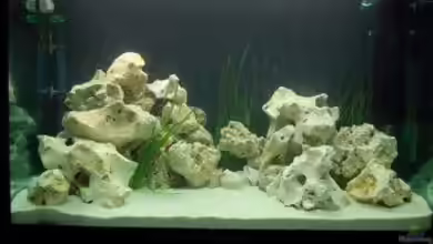 Becken 6045 von Nikolai Straub-Hansen