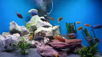 Becken 61 von Jens Schoch