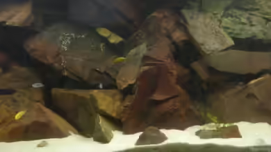 Becken 6135 von MDenzer