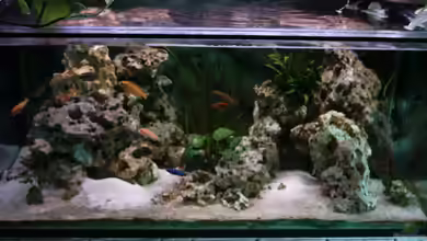 Becken 621 von Matthias Schott