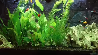 Becken 6226 von Dirk Dietze