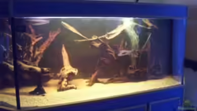 Becken 624 von Horst Becker