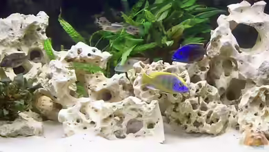 Becken 6251 von Kay Bumann