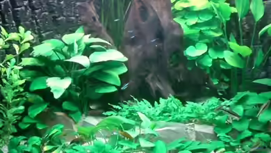 Becken 6252 von Christoph Doberer