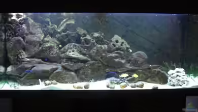 Becken 6271 von Oliver Knönagel