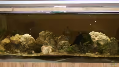 Becken 6293 von Sandra Ringle und Jörg Buß