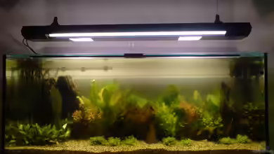 Becken 6324 von Robert Walter