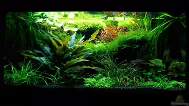 Becken 6328 von Simon John