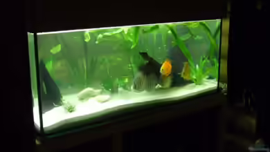 Becken 6344 von Yannick Schneider