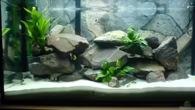 Becken 6439 von Eric Jost