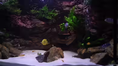 Becken 6466 von David Gläs