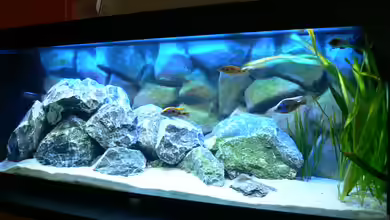 Becken 6488 von Jasper Rotgans