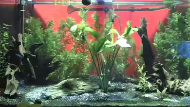 Becken 6491 von Thomas Stadlmayr