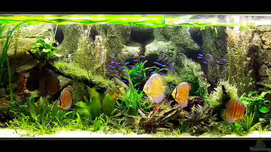 Becken 650 von Sandro Di Giandomenico