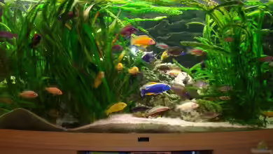 Becken 6513 von Torsten Koepfinger