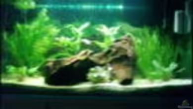 Becken 6522 von Christina Müller