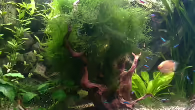 Becken 6536 von Marco Weis