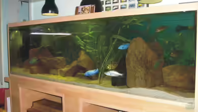 Becken 6554 von Andreas Rode