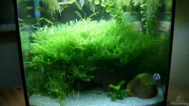 Becken 6591 von Jacy