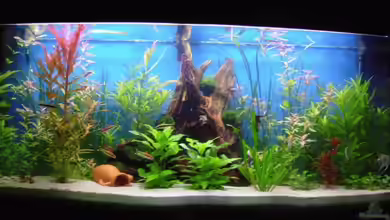 Becken 6595 von Björn König