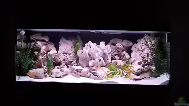 Becken 660 von Bianka Merschbrock