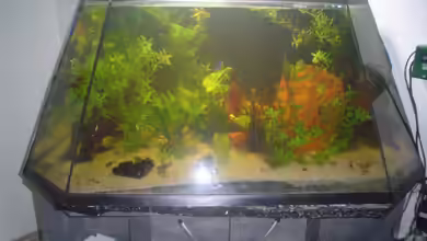 Becken 6626 von Karl Englmeier