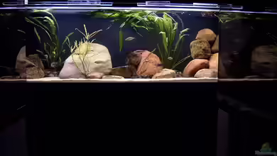 Becken 6629 von Helgo Jacob