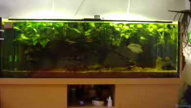 Becken 6682 von Rüdiger Schäbe