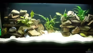 Becken 6688 von P.K.