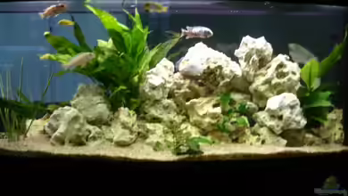 Becken 6700 von Lutz Altepost