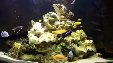 Becken 673 von Christoph Gesing