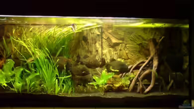 Becken 6730 von Sebbo