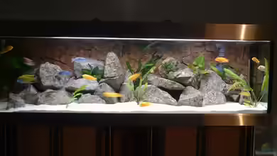 Becken 6731 von Sascha Bolz