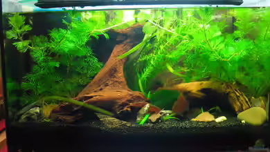 Becken 6758 von spree