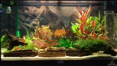 Becken 6763 von Mojo S.