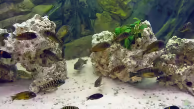 Becken 6798 von Torsten Osterland