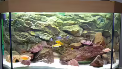 Becken 6833 von Michael Fischer