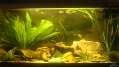 Becken 6841 von Felix Hartmann