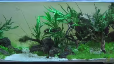 Becken 6850 von Martin Slo.